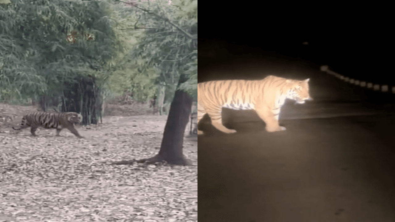 ओडिशा के जंगल से भटक कर जमशेदपुर के राजाबासा जंगल पहुंची बाघिन, वन विभाग की टीम ने जारी किया अलर्ट, देखिए वीडियो