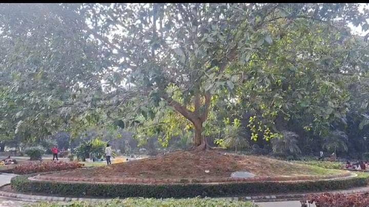 आज भी लौहनगरी से पूर्व प्रधानमंत्री डॉ मनमोहन सिंह का है गहरा नाता, पढ़ें  कैसे जमशेदपुर और उनके रिश्ते की गवाही दे रहा ये वृक्ष