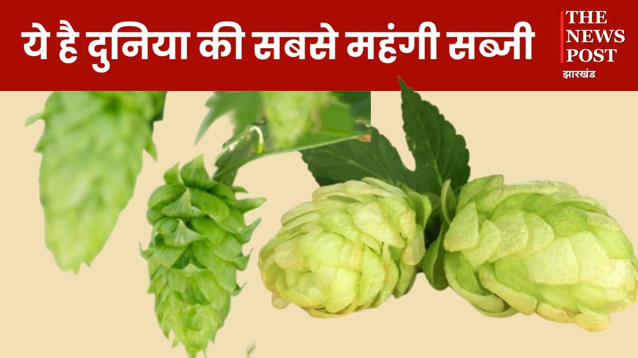 World Most Expensive Vegetable: ये है दुनिया की सबसे महंगी सब्जी, खरीदने में बिक सकता है घर, पढ़ें इसकी खासियत