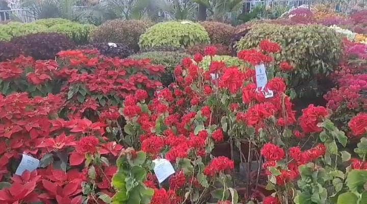 रंग बिरंगे फूलों की खूशबू से गुलजार हुई लौहनगरी! फ्लॉवर शो में 3 हजार से अधिक किस्म के फूलों की लगी प्रदर्शनी, दीदार के लिए लोगों की उमड़ी भीड़