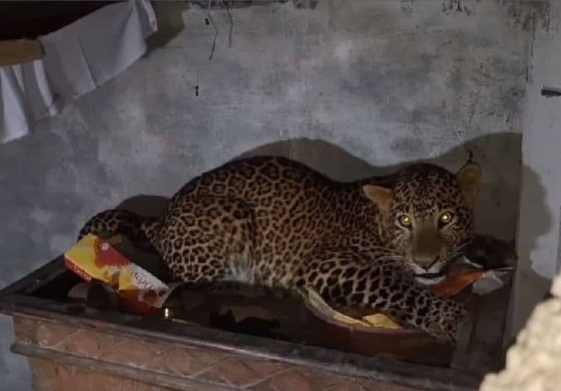 Bihar News : घर में घुसकर बैठा था तेंदुआ, 4 लोगों पर किया हमला, रेस्क्यू में जुटी वन विभाग की टीम