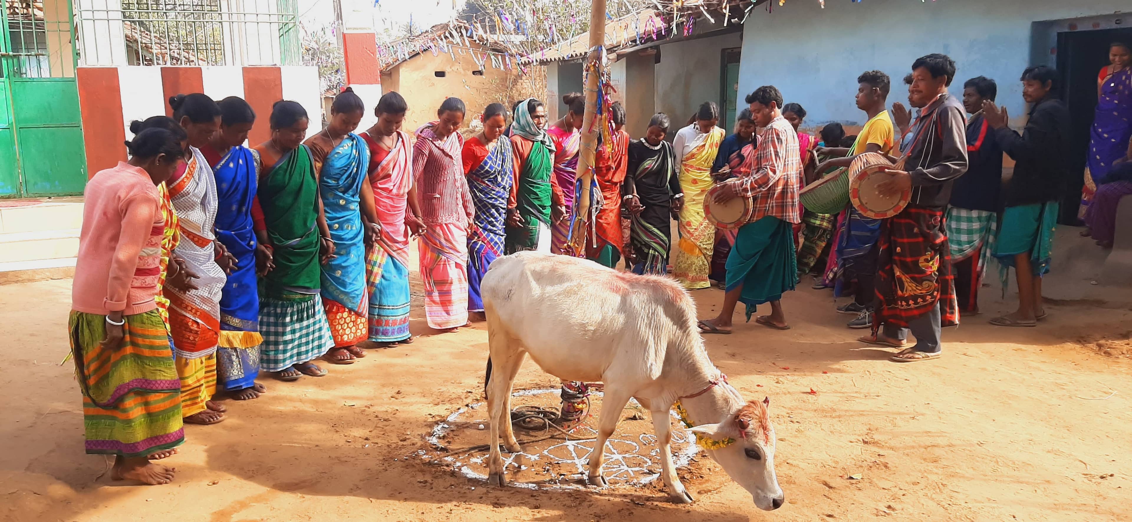 सोहराय पर्व में खूंटव माह का क्या है महत्व, कैसे मनाया जाता है खूंटव