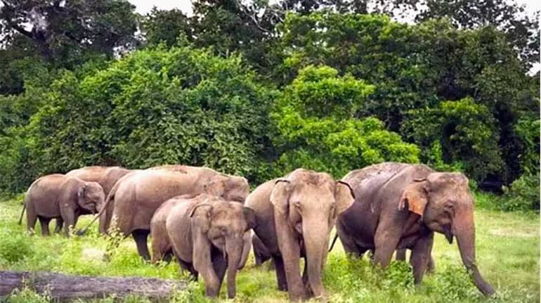 हजारीबाग में गजराज ने मचाया आतंक, पत्नी के सामने ही पति को पटक कर मार डाला, जानें क्या है पूरी घटना