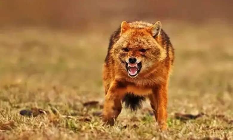 खेत की ओर जा रही थी महिलाएं, तभी सियार ने कर दिया हमला, एक बुरी तरह जख्मी