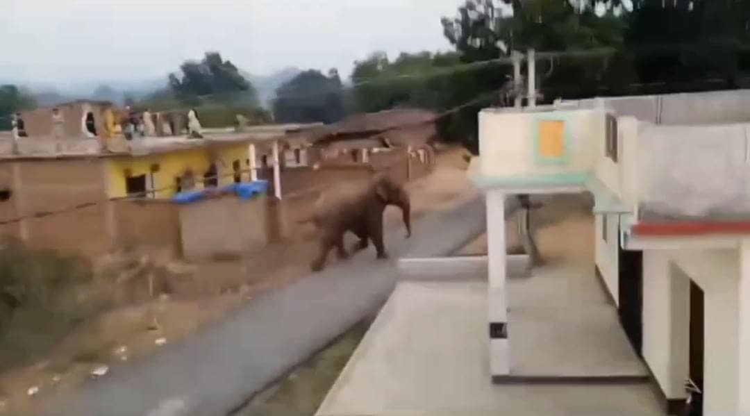 गढ़वा में नहीं रुक रहा हाथियों का आतंक, फिर एक की कुचल कर ली जान, ग्रामीणों में वन विभाग के प्रति आक्रोश