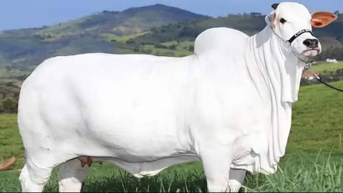 क्या आपने कभी सुनी है 41 करोड़ की भारतीय गाय, पढ़िए-दुनिया की सबसे महंगी गाय की कहानी !