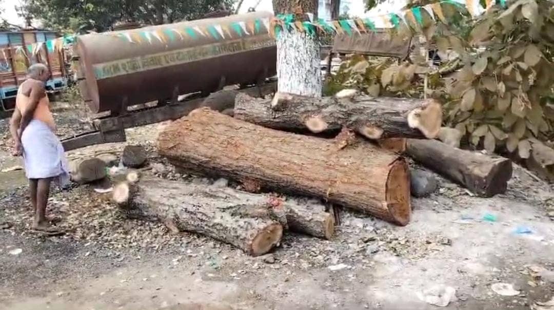 दुमका: लकड़ी माफिया ने काटे सखुआ के दो पेड़, वन विभाग ने किया जब्त
