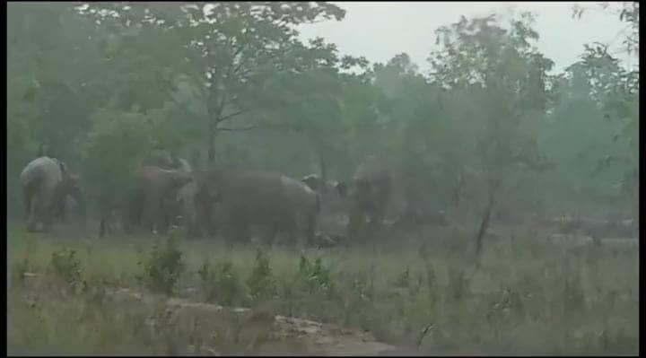 चाकूलिया में हाथियों का ताडंव से ग्रामीण परेशान, घर तोड़कर अनाज चट कर रहे है हाथी, पढ़ें क्या कर रहा है वन विभाग