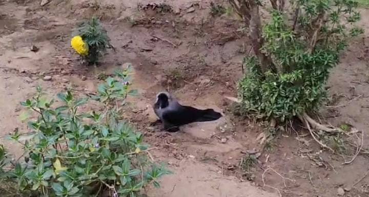 Bihar News:जहानाबाद में बर्ड फ्लू की दस्तक, पटना से आई टीम ने सैनिटाइजेशन अभियान चलाकर लोगों को किया जागरुक