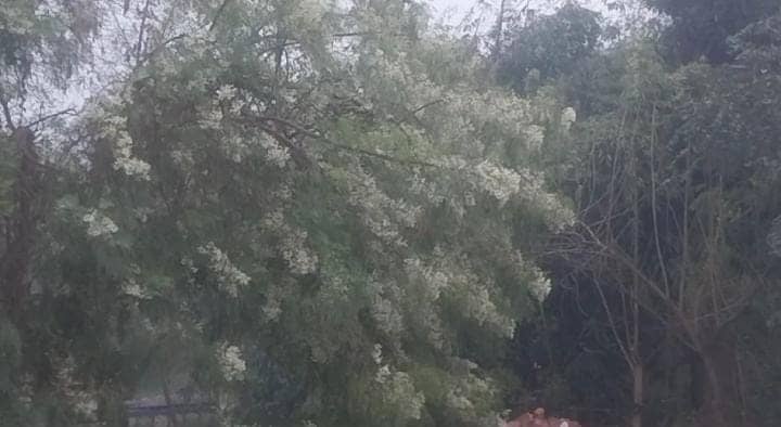 Bihar Weather Update: अचानक बदला बिहार के मौसम का मिजाज, इन जिलों में हो रही है झमाझम बारिश, IMD का अलर्ट जारी