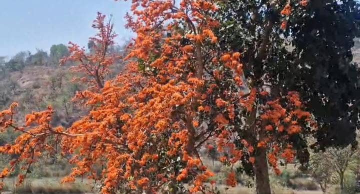 Jamshedpur News: इस होली करें हर्बल रंग-गुलाल का इस्तेमाल, रहें सुरक्षित, पढ़ें जमशेदपुर नगर आयुक्त की अनोखी अपील