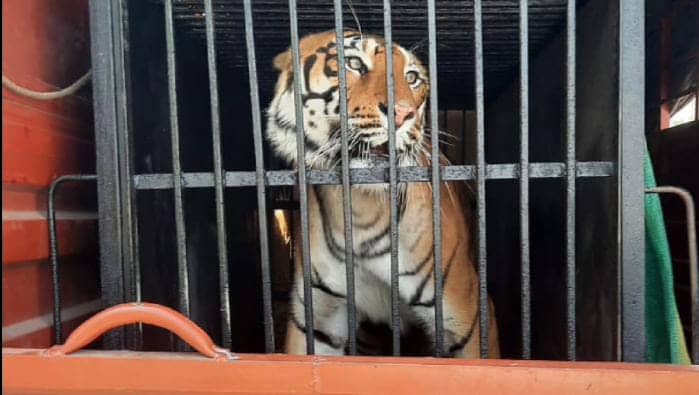 जमशेदपुर: टाटा जू में दो नए मेहमानों के आगमान से खुशी, पढ़ें बंगाल टाईगर को लाने के पीछे क्या है मकसद