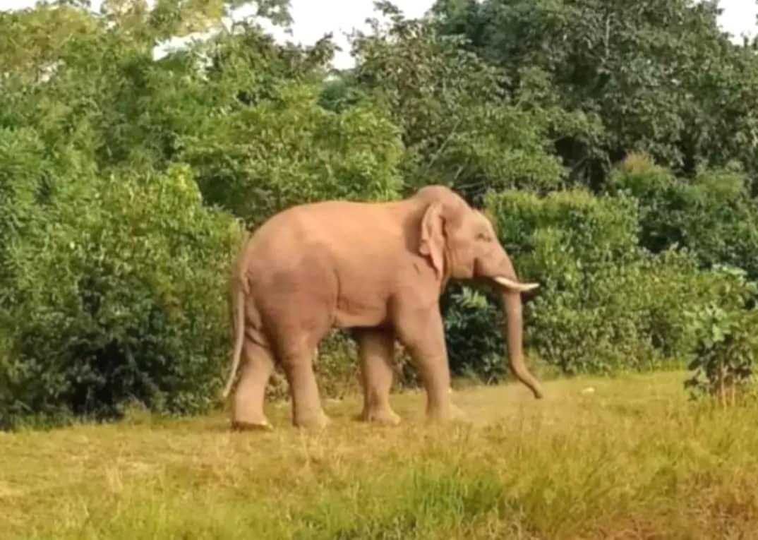 खूंटी में गजराज का आतंक, दीवार तोड़कर घर में घुसा फिर सूंड से पटककर कर दी ग्रामीण हत्या