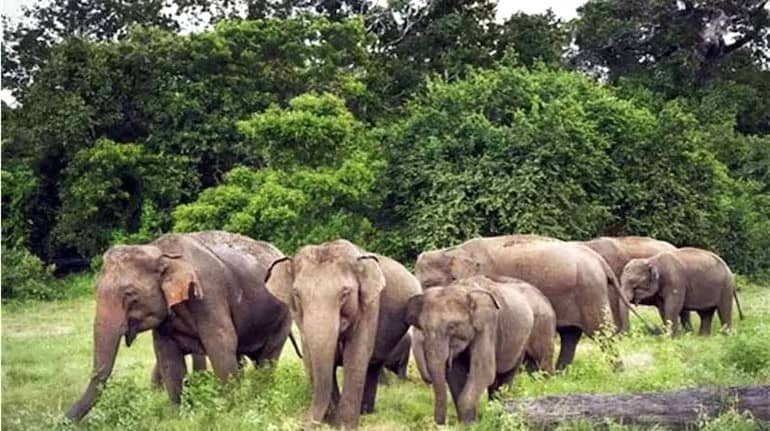 गजराज का आतंक: गुमला और सिमडेगा में हाथियों ने चार लोगों की ली जान, दहशत में ग्रामीण