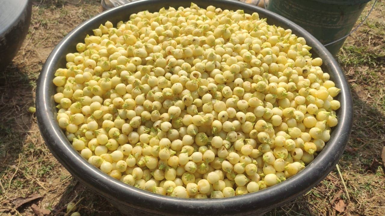 महुआ के फल-फूल की खुशबू से महकने लगा है साहिबगंज,जाने कैसे ग्रामीण बिना पूंजी के कमाते हैं लाखों का मुनाफा