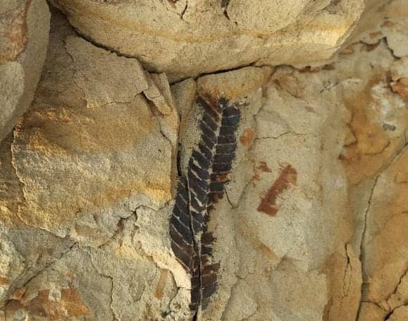 साहिबगंज के चिपरी पहाड़ में मिला डायनासोर के जमाने का जीवाश्म फॉसिल्स,दंग रह गये भू-वैज्ञानिक, पढ़ें कितना करोड़ साल है पुराना