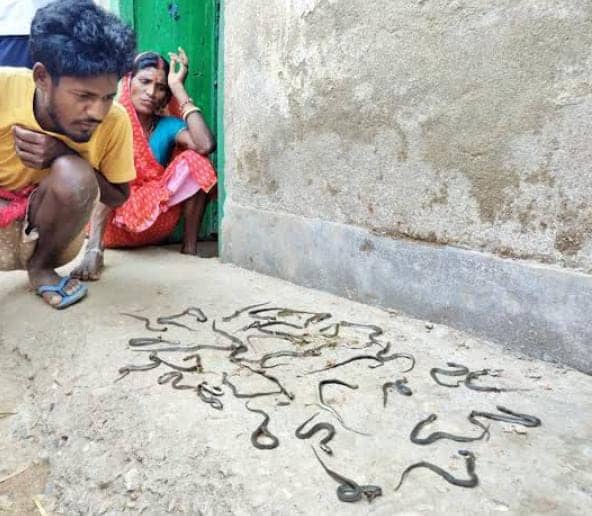 गजबे भौकाल है! इस शख्स के घर में बड़े शान से रह रहे थे 38 सांप, जब आये सामने तो उड़े सबके होश