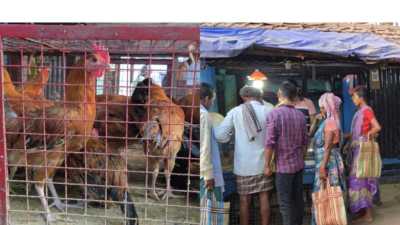 देसी मुर्गा या बंगाल का बहुरुपिया? देखिए कैसे देसी मुर्गा के नाम पर लोगों को बेबकूफ बना रहे दुकानदार, वसूल रहे ज्यादा पैसे