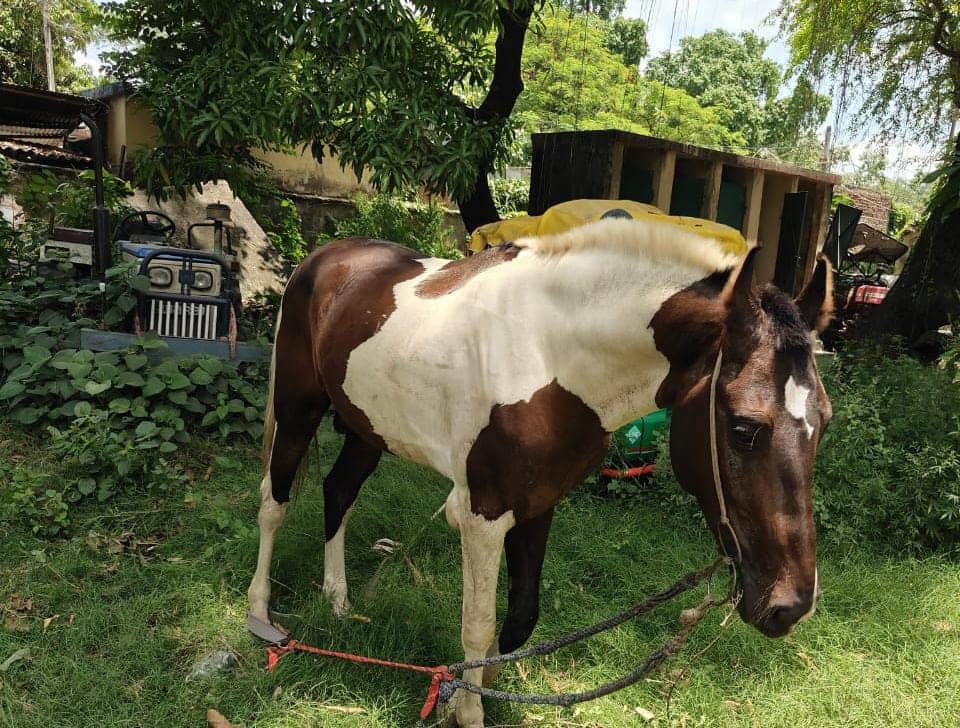 अरे ये क्या...! शराब तस्करी के आरोप में बिहार पुलिस ने घोड़े को बनाया मुजरिम, असली आरोपी फरार