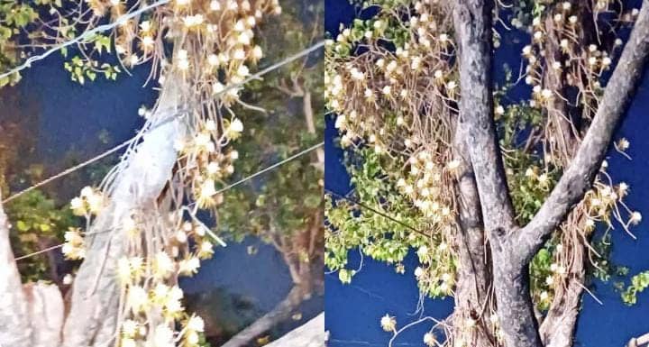 ऐसा पहली बार हुआ है...पीपल के पेड़ पर खिले गुलाब से खूबसूरत हजारों फूल, अजूबे मंजर को निहारते रह गये लोग