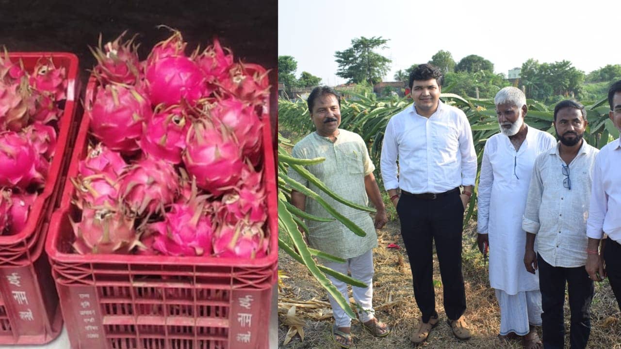 किसानों की मेहनत लाई रंग, पाकुड़ के बंजर भूमि में अब ड्रैगन फ्रूट की हो रही खेती, उपायुक्त ने की सराहना