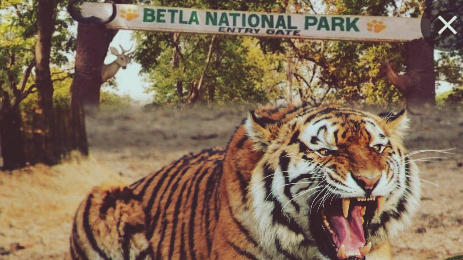 पलामू टाइगर रिजर्व और बेतला नेशनल पार्क एक जुलाई से बंद: मानसून में तीन माह के लिए बंद रहेगी पर्यटकों की आवाजाही