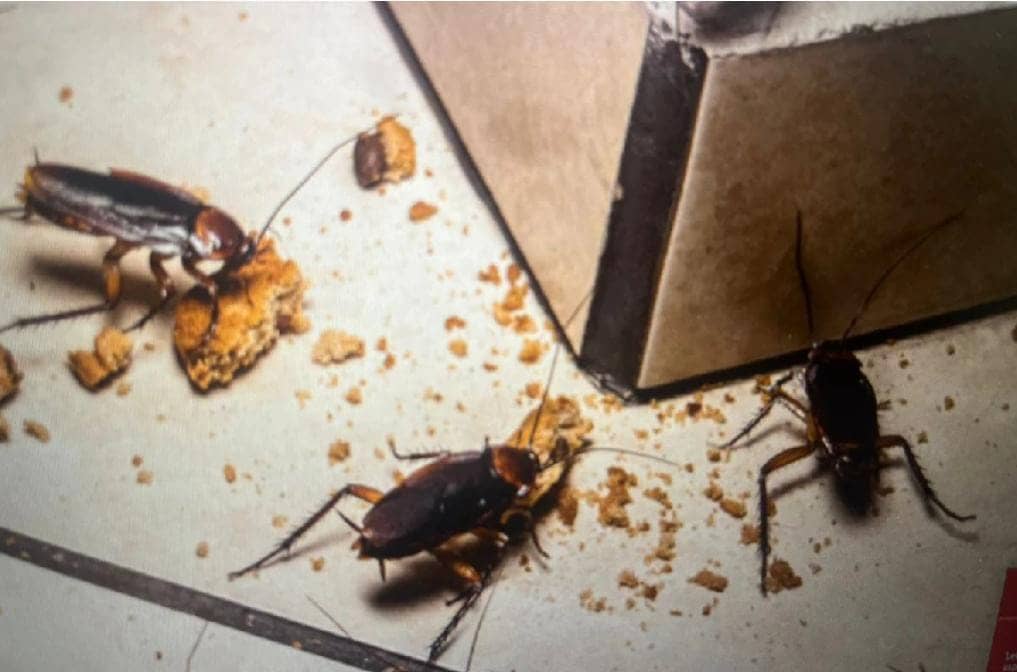 रांची रेलवे स्टेशन के फूड प्लाजा की खुली पोल, निरीक्षण में गंदगी व बदइंतजामी उजागर