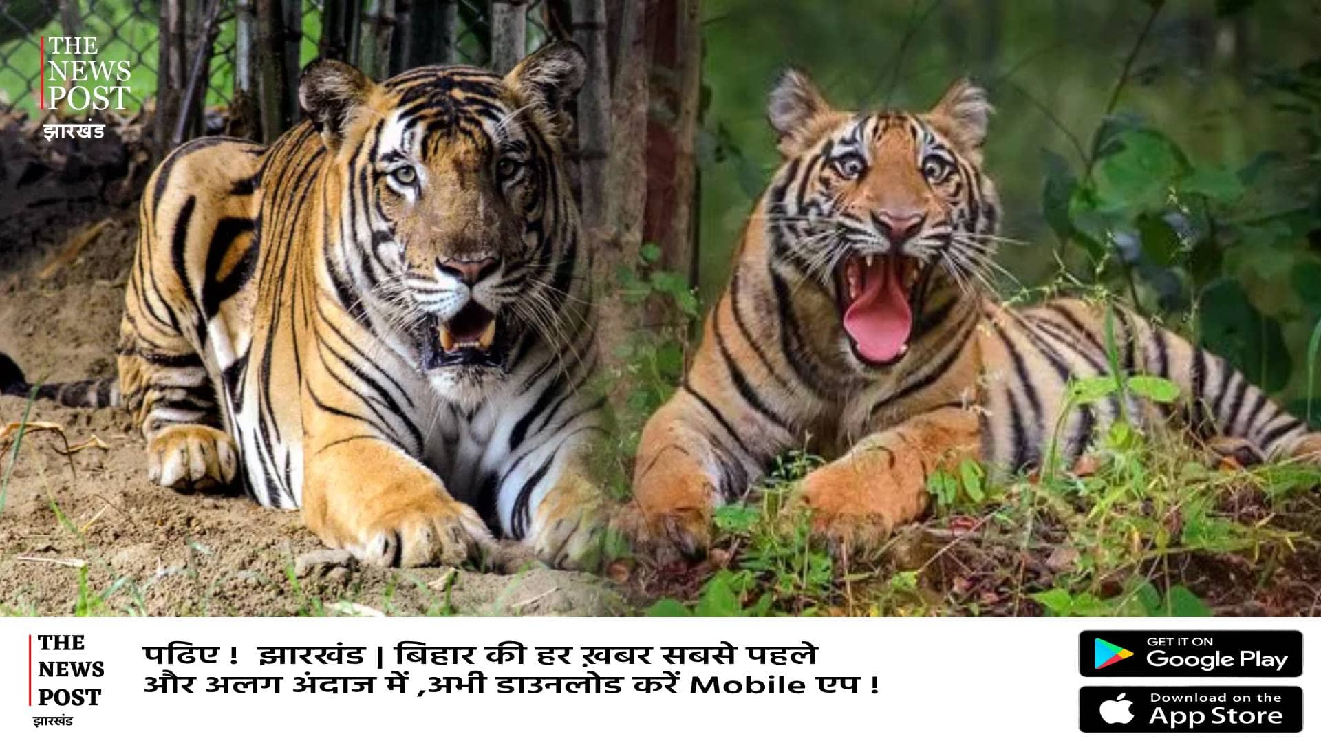 पलामू टाइगर पहुंचा सिल्ली, गाँव वालों ने कर दिया घर में बंद,मचा हड़कंप! देखिए वीडियो   