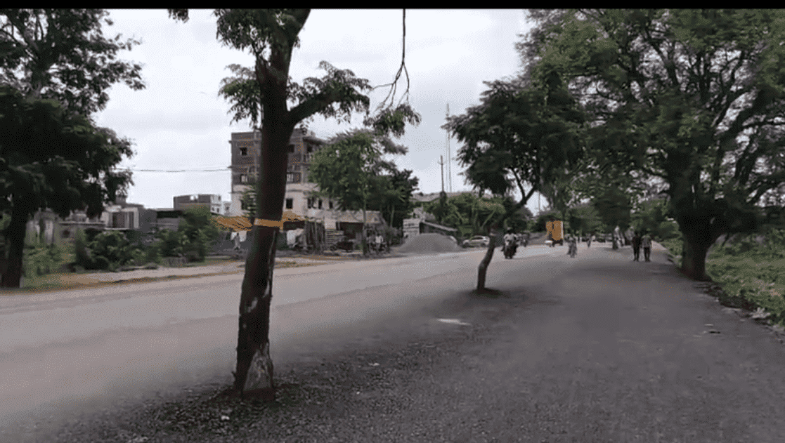 विकास या मुसीबत! सड़क के बीचों-बीच लगा पेड़ बना जान का दुश्मन, लापरवाही का जिम्मेदार कौन?