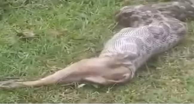 OMG…चंद मिनटों में जिंदा लोमड़ी को निगल गया अजगर, दहशत में ग्रामीण, देखें वीडियो