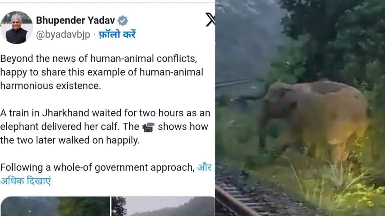 झारखंड: प्रसव पीड़ा से परेशान हथिनी के लिए जब घंटों रोक दी गई ट्रेन,करुणा का उदाहरण पेश करने वालों की पूरे देश में क्यों हो रही सराहना