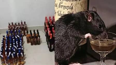 झारखंड के चूहे सीधे नहीं, ढक्कन चबाने के बाद पी गए है 800 बोतल विदेशी शराब, पढ़िए कहां पकड़ा गया है यह रोचक मामला