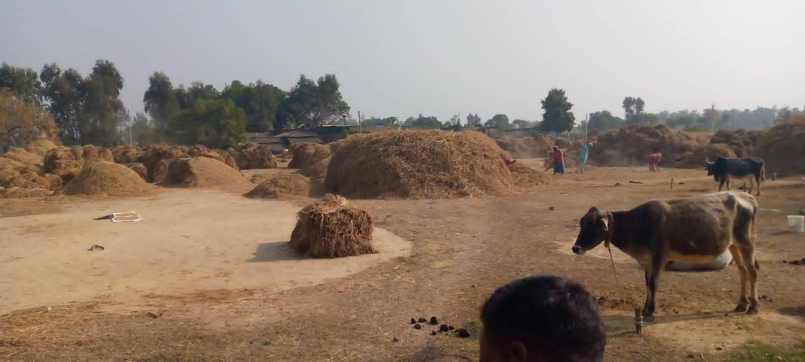 धान देकर फंसे किसान, एक महीने बाद भी नहीं पहुंचा किसानों के खाते में पैसा