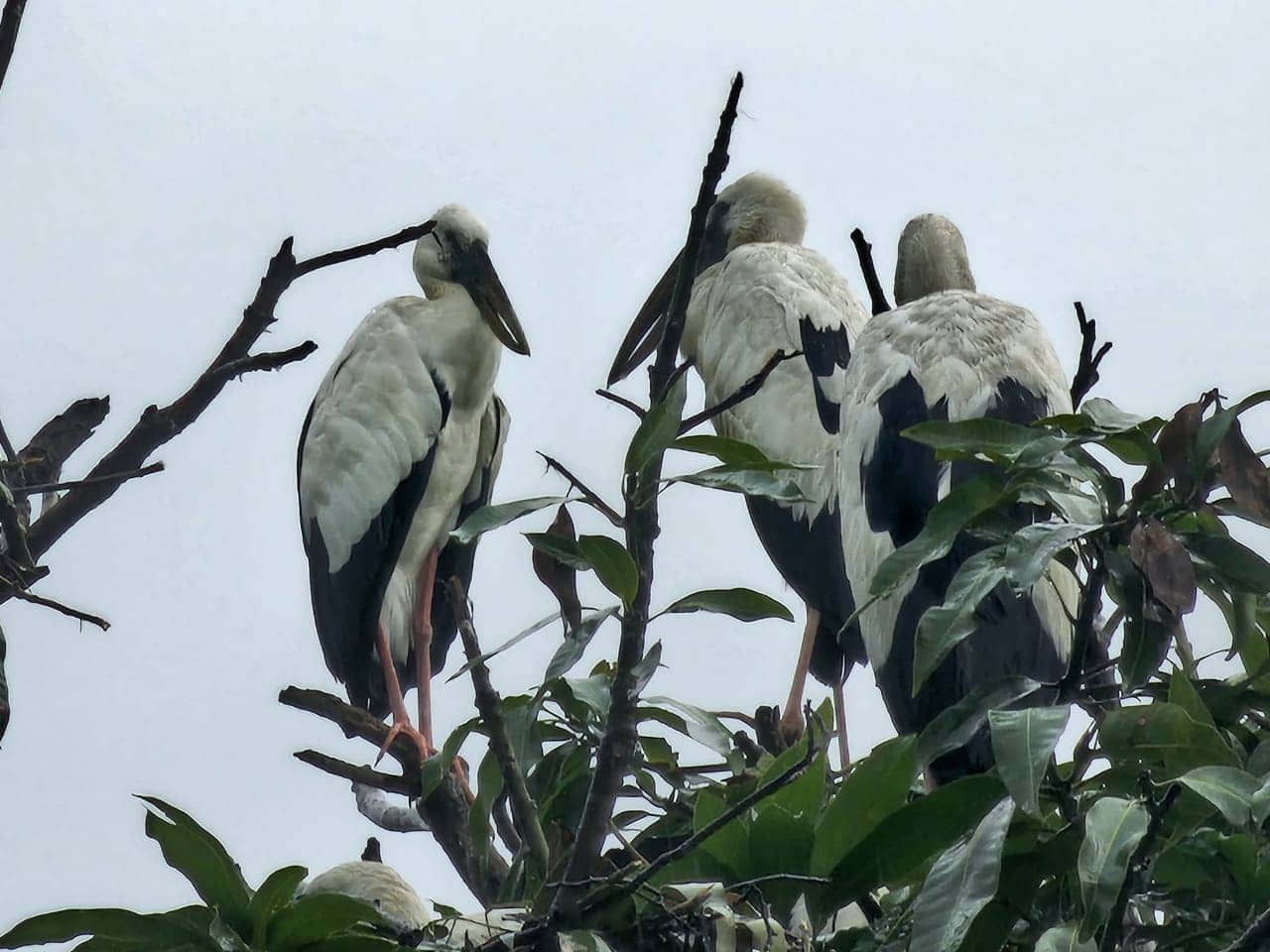 साइबेरिया से उड़ान और झारखंड में विश्राम! हजारों मील का सफर और ठिकाना बना एक थाना, पढ़िए साइबेरियन पक्षियों की अनोखी कहानी