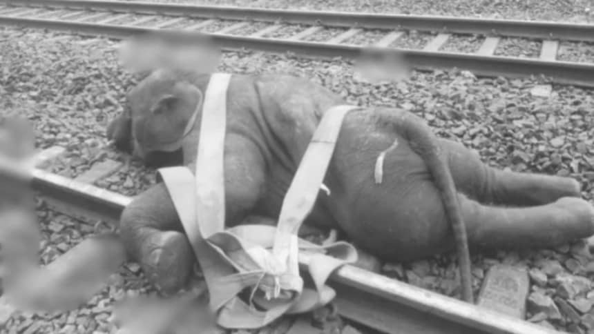बड़ी खबर: पश्चिम बंगाल में ट्रेन की चपेट में आने से तीन हाथी का मौत, रोकी गई कई ट्रेनें