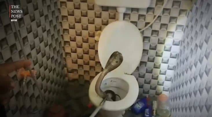 OMG…बाथरूम के कमोड से निकला कोबरा, इलाके में मच गया हड़कंप, देखें वीडियो