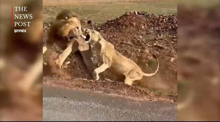 महिला के सामने किसकी चली है? शेरनी के आगे ढेर हुआ जंगल का राजा, वीडियो देख लोटपोट हुए लोग, देखिये-VIRAL VIDEO