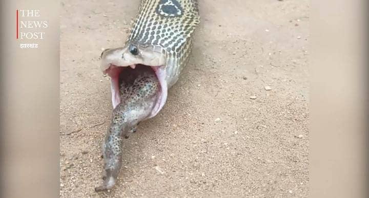 दो मेंढको को खाकर छतपटाने लगा कोबरा, फिर पचाने के लिए किया कुछ ऐसा कि हैरान रह गए लोग-देखें-VIRAL VIDEO