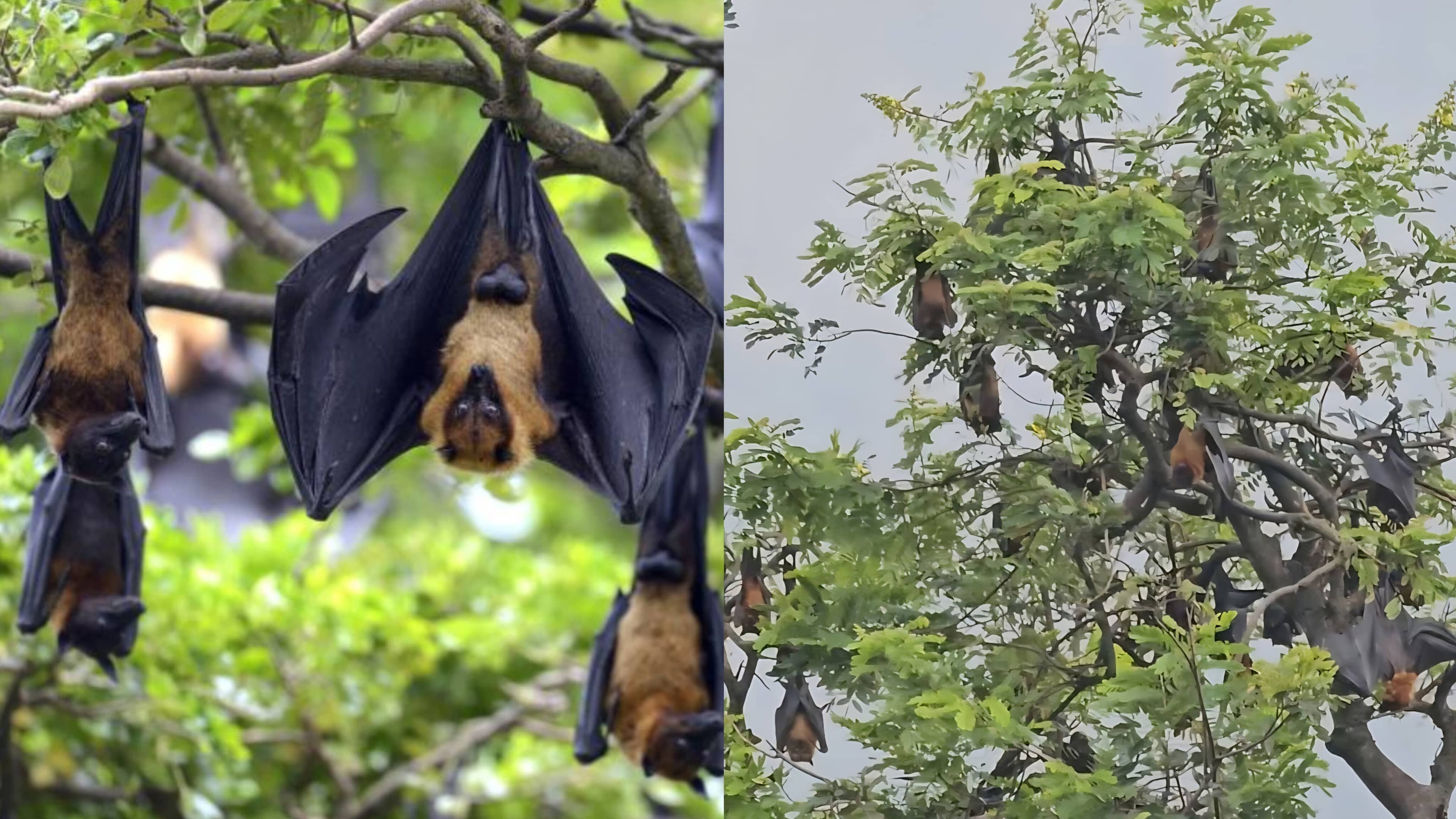 हजारों से सिमटकर सैकड़ों में रह गया हिरणपुर वन परिसर का उड़ता बसेरा,हम पेड़ काटते गए… और वो बिना शोर किए चले गए!