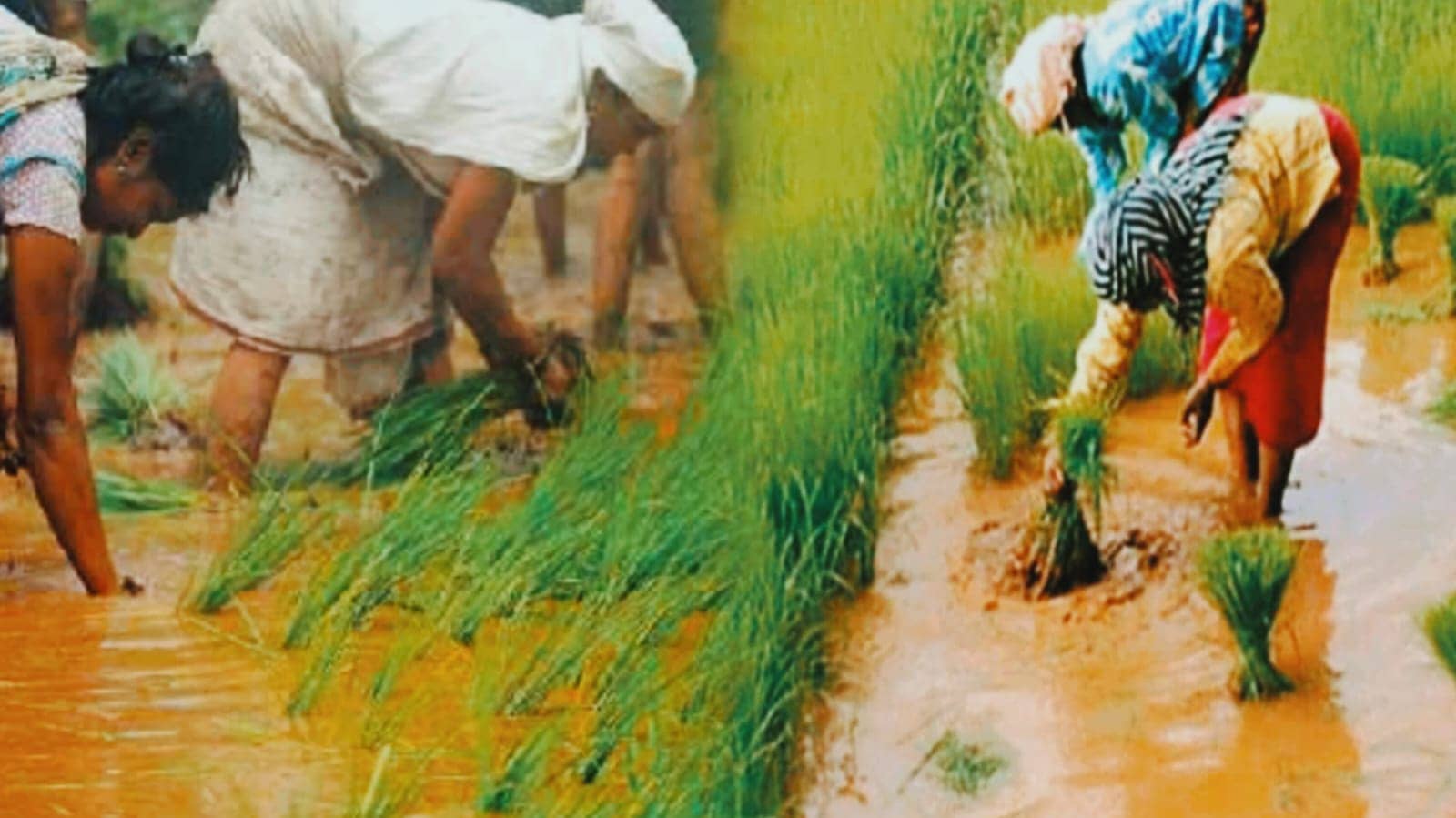 झारखंड में फिर करवट लेगा मौसम, अगले 5 दिनों तक होगी झमाझम बारिश, किसान अभी करें ये काम नहीं तो चौपट हो जाएंगी फसलें