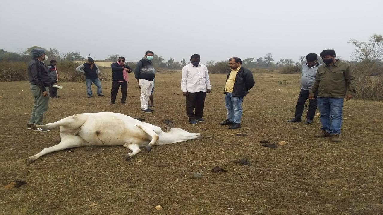 आखिर किस रहस्यमय बीमारी के शिकार हुए धनबाद के ये बेजुबान, एक दिन में आठ पशुओं की मौत