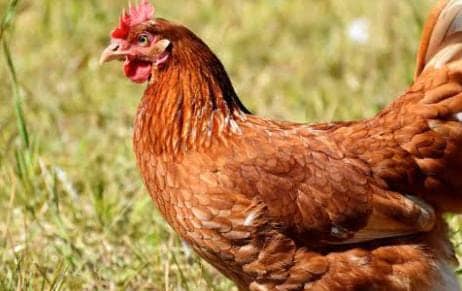 हे भगवान ! मुर्गा चोरी के आरोप में युवक की पीट-पीटकर हत्या, इलाके में दहशत