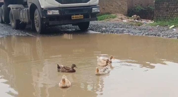 बीच सड़क बत्तख करने लगे अटखेलियां तब रुक गई रफ्तार और हुआ आवागमन बाधित, जानिए क्यों