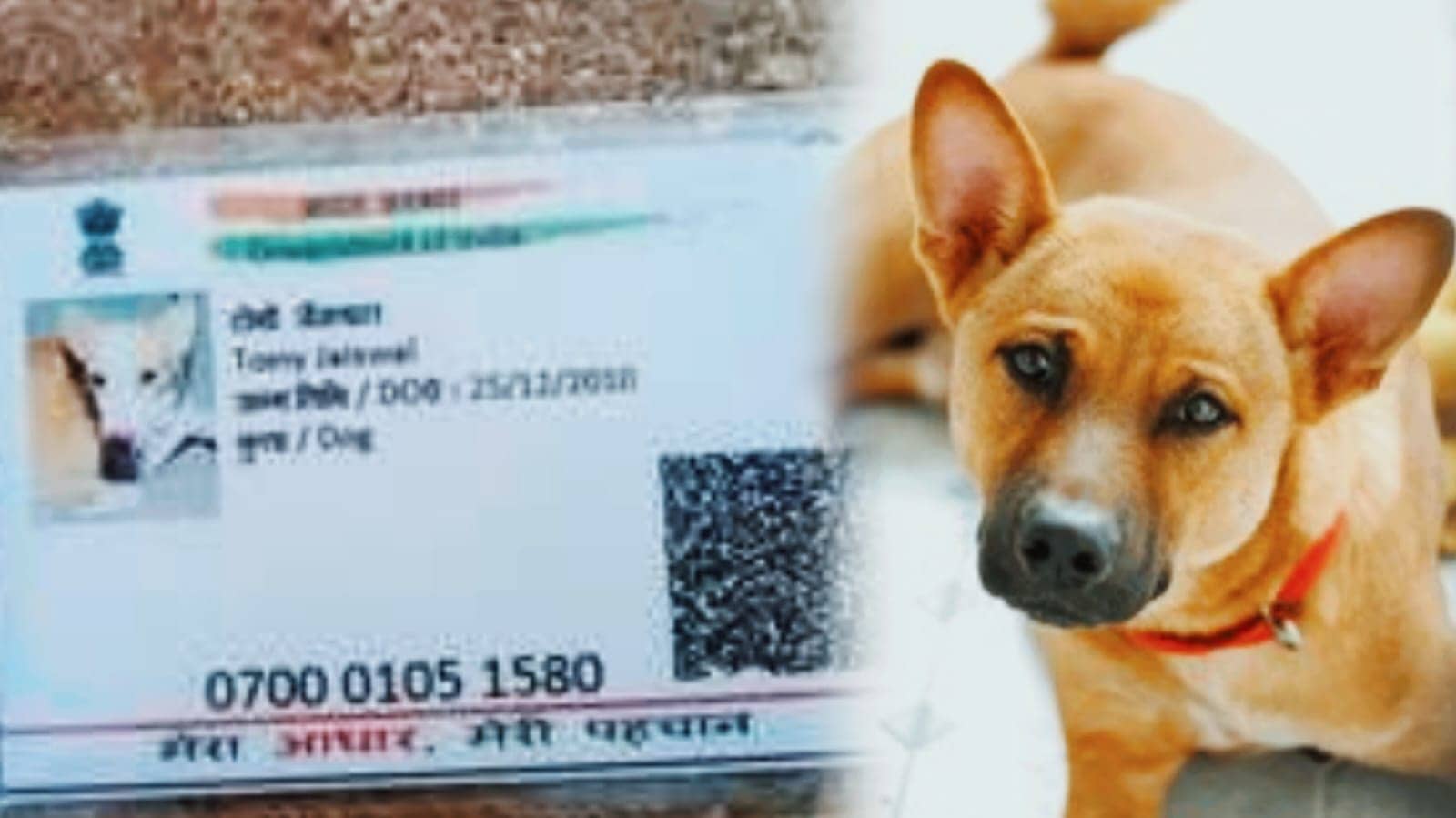 अजब गजब ! इंसान तो इंसान यहां कुत्तों के भी बनने लगे आधार, वायरल यूआईडी कार्ड का सच जान चौक जाएंगे आप