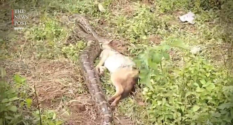 जंगल में अजगर कर रहा था शिकार, ग्रामीणों ने डाला खलल तो फिर जो हुआ देखकर उड़ जाएंगे होश, देखें VIDEO