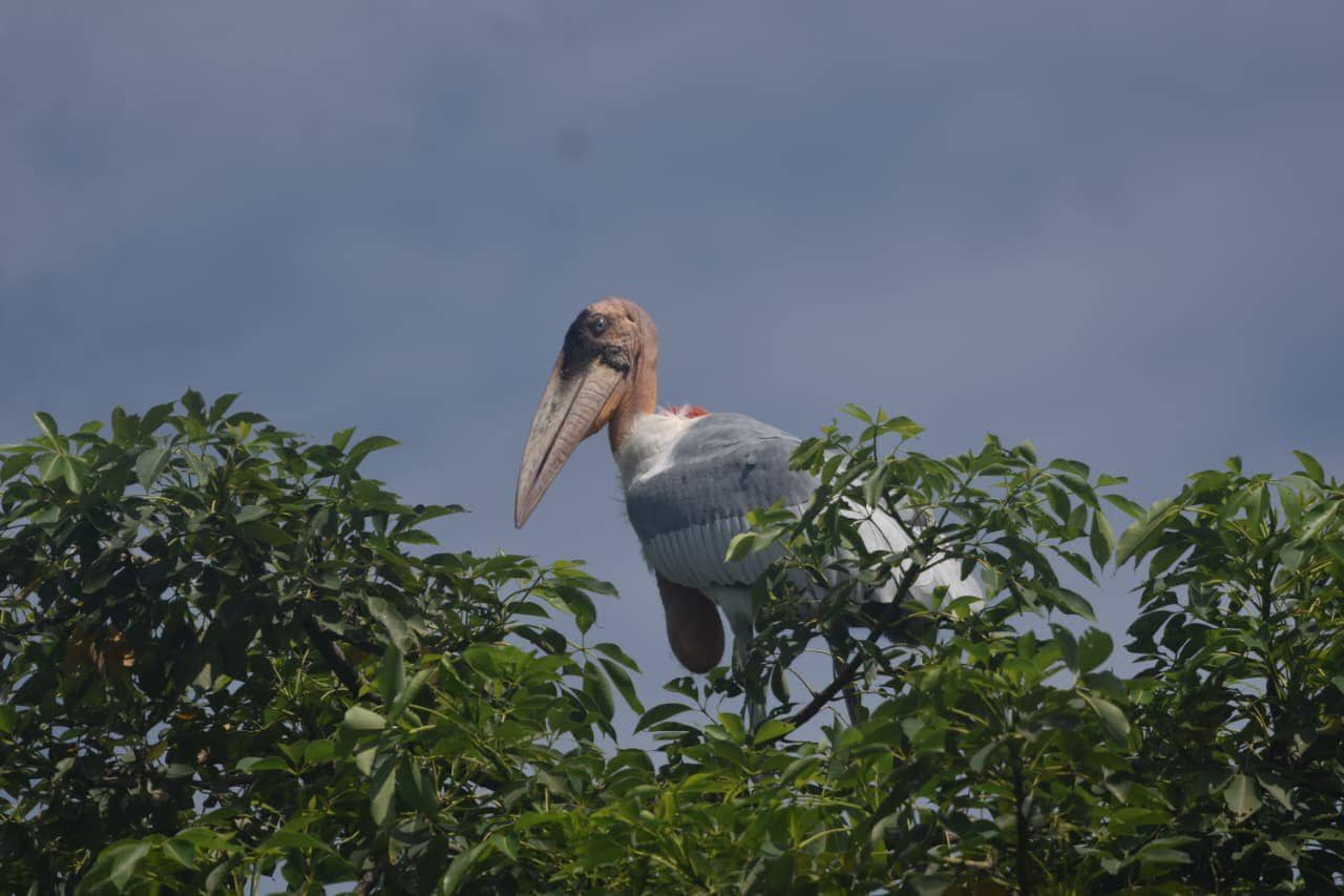 शुभ संकेत: समय से पहले आ गए विदेशी महमान, बिहार में जाड़े से पहले प्रवासी पक्षियों का बढ़ा आगमन