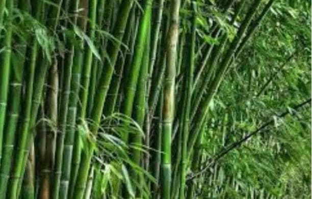सरकार बांस की खेती पर दे रही अनुदान, राज्य में बागवानी को मिल रहा बढ़ावा