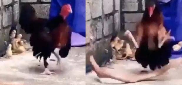 ये होती है मां ! कोबरा ने चूजों पर किया हमला तो पहाड़ बन खड़ी हो गई मुर्गी, काटकर हालत कर दी खराब, देखिए-VIDEO