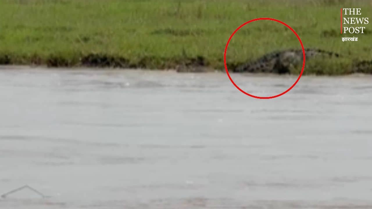 साहिबगंज के गंगा नदी में अचानक दिखा मगरमच्छ तो मच गयी खलबली, देखिए VIRAL VIDEO