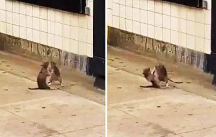 चूहों की गुंडागर्दी ! एक दूसरे पर लात घुसा बरसाते नजर आये दो चूहे, नजारा देख निकली लोगों की हंसी, देखिए ये VIDEO